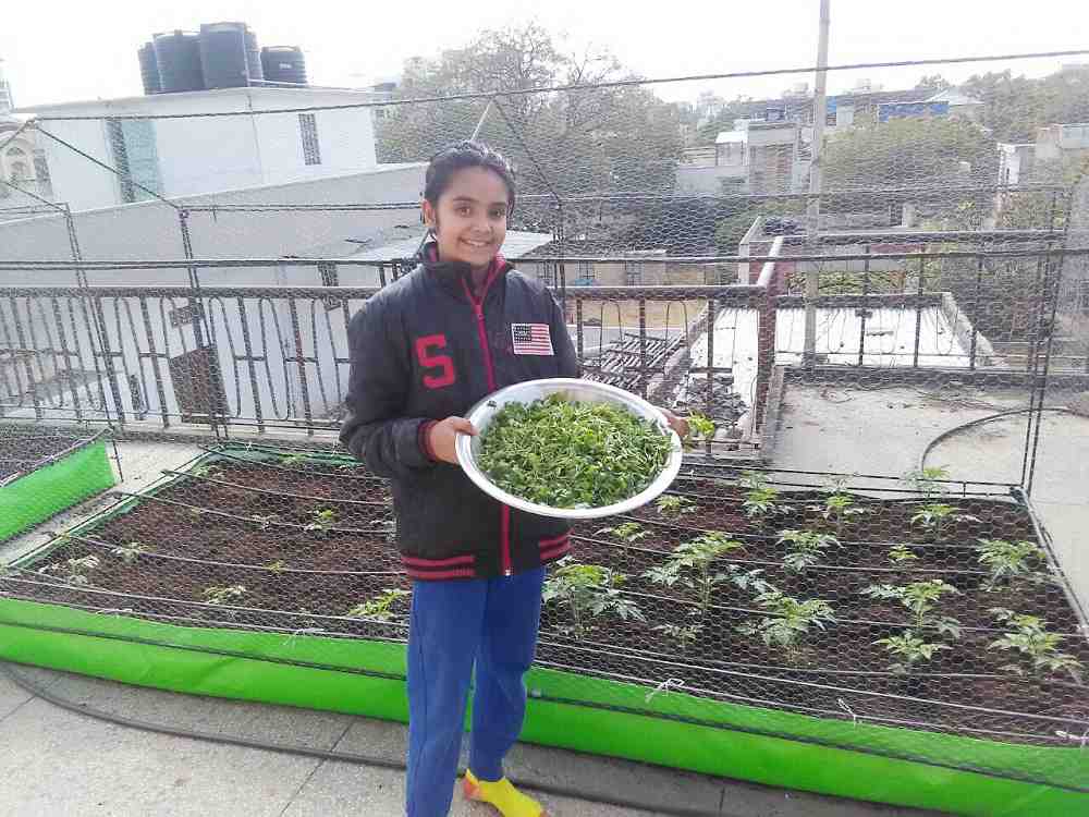 organic farming on roof
