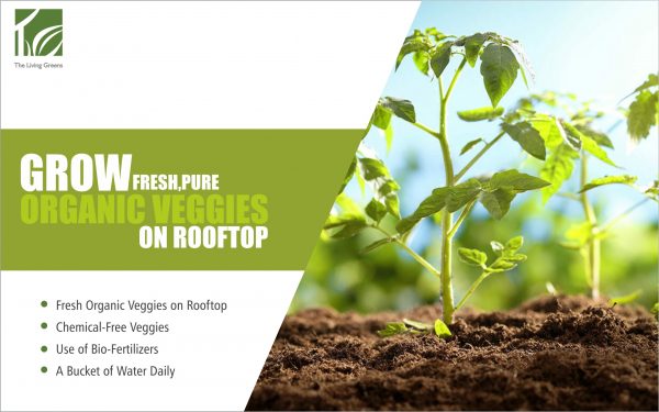 Soil-Less Rooftop Farming